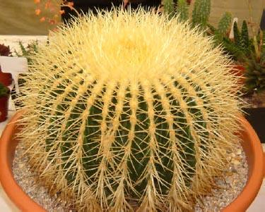 VENDO CACTUS