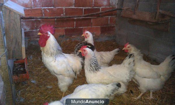 VENDO POLLITOS, GALLINAS Y HUEVOS