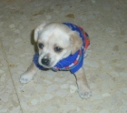 Adopción urgente para esta canijilla!!! - mejor precio | unprecio.es