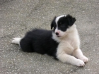 BORDER COLLIE - mejor precio | unprecio.es