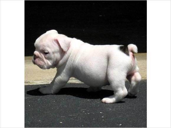 cachorro bulldog afectuoso para su aprobación