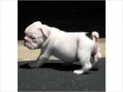 cachorro bulldog afectuoso para su aprobación - mejor precio | unprecio.es