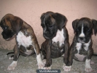 cachorros de Boxer - mejor precio | unprecio.es