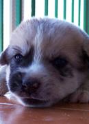 Chop en unos dias se acaba su acogida y necesita un hogar urgente