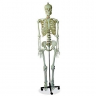 esqueletos, craneos, cerebros... todo tipo de modelos de anatomia - mejor precio | unprecio.es