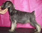 Excelente camada de schnauzer mini sal y pimienta - mejor precio | unprecio.es