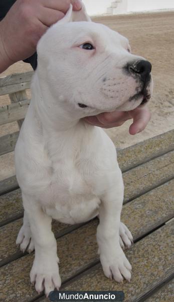 Regalada Cachorro Hembra Dogo Argentino Regalada