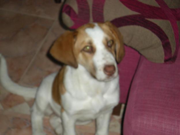 Se regala perrlia que busca hogar