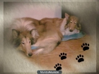 Se venden Rough Collie - mejor precio | unprecio.es