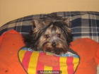 yorkshire terrier - mejor precio | unprecio.es