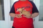 !! PRECIOSOS CHIHUAHUAS !! - mejor precio | unprecio.es