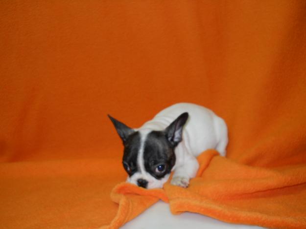 399 uer! BULLDOG FRANCES PRECIOSO DE 2 MESES