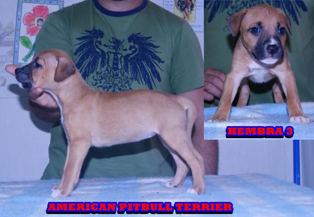 american pitbull baratos