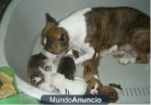 american stanford terrier - mejor precio | unprecio.es