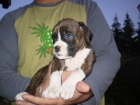 camada de BOXER, alta calidad, con garantias por escrito - mejor precio | unprecio.es