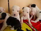 camada de pitbull - mejor precio | unprecio.es