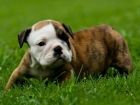 Disponible camada bulldog ingles - mejor precio | unprecio.es