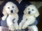 golden retriever seriedad - mejor precio | unprecio.es