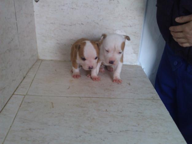 oferta american stafford shire terrier