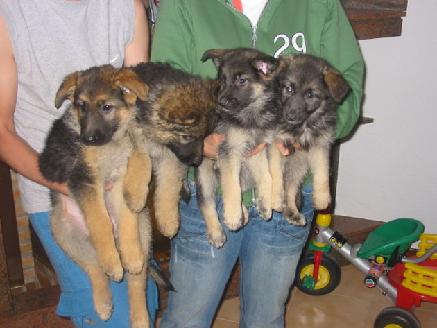 Pastores alemanes,buenos guardianes.Pedigree.