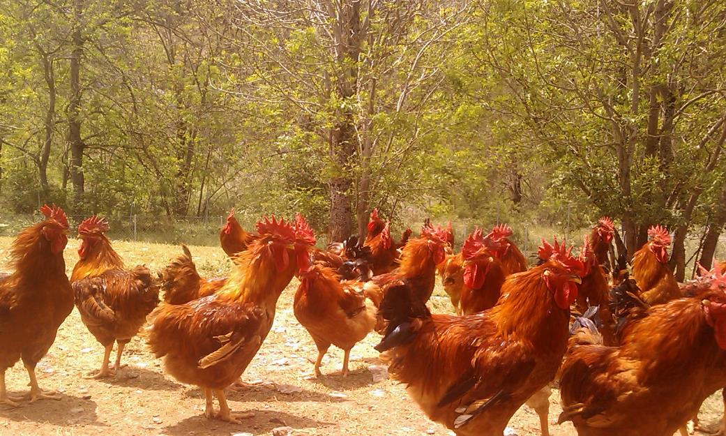pollos de corral