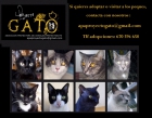 Proyecto Gato - Adopta un gato, salvas vidas!! - mejor precio | unprecio.es