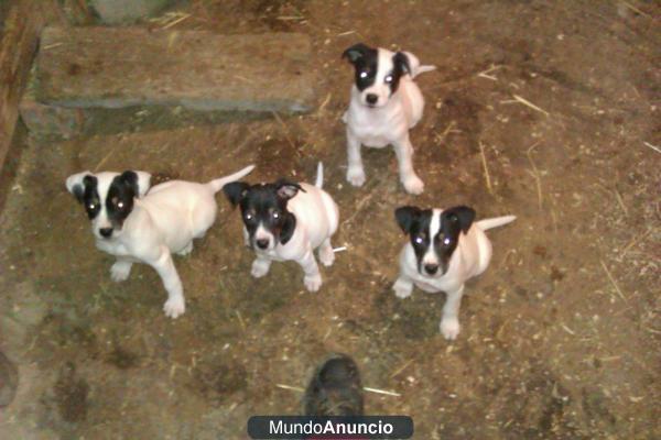 RATONERO BODEGUERO ANDALUZ