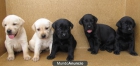 Magníficos cachorros de Labrador de pura raza - mejor precio | unprecio.es