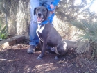 ramses, precioso perro en adopción - mejor precio | unprecio.es