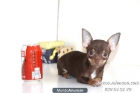 ★CHIHUAHUA ENANO, CRIADORES CON MAS DE 10 AÑOS DE EXPERIENCIA★ - mejor precio | unprecio.es