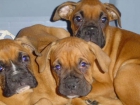 Boxer, adorables cachorros a buen precio - Alicante - mejor precio | unprecio.es