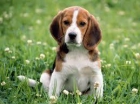 Busco beagle - mejor precio | unprecio.es