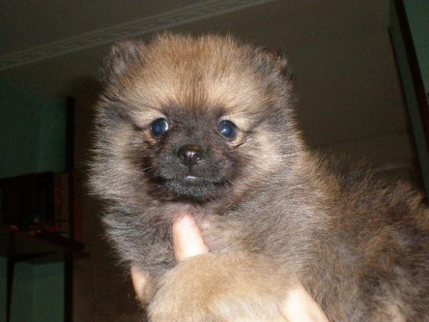 cachorro de pomerania hembra