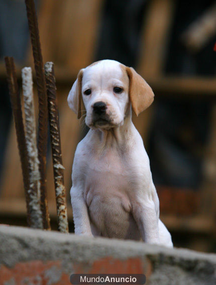 CACHORRO POINTER HIJA DE CAMPEON DE ESPAÑA, CAZA Y EXPOSICION