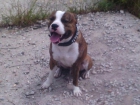 Camada Pitbull Mejicano (Tex-Mex) - mejor precio | unprecio.es