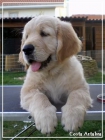 Golden Retriever. Una cachorra disponible de Charola Mississippi y Blondy - mejor precio | unprecio.es