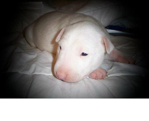 Inicio bull terrier cachorro como un miembro de la familia