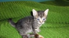 pareja de gatitos muy monos en adopcion - mejor precio | unprecio.es