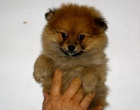 Preciosos cachorrines de pomerania spitz - mejor precio | unprecio.es