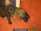 regalo cachorros - mejor precio | unprecio.es