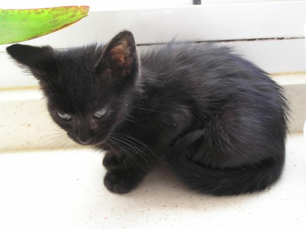Regalo preciosa gatita negra