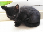 Regalo preciosa gatita negra - mejor precio | unprecio.es