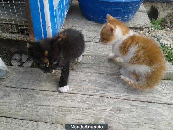 se regalan gatitos