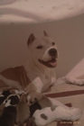 Se venden excelentes ejemplares (lo mejor de la camada) american pitbull terrier - mejor precio | unprecio.es