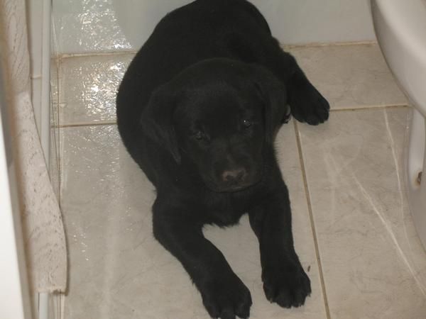 vendo ultimos cachorros labrador retriever en cordoba 80