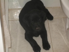 vendo ultimos cachorros labrador retriever en cordoba 80 - mejor precio | unprecio.es