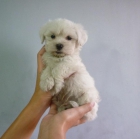 Cachorritos preciosos de Maltés - mejor precio | unprecio.es