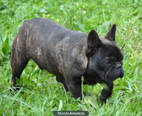 Bulldog Francés hijo de Ctazy feeeling Ares