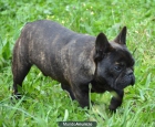 Bulldog Francés hijo de Ctazy feeeling Ares - mejor precio | unprecio.es