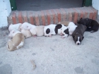 AMERICAN STAFFORDSHIRE - mejor precio | unprecio.es
